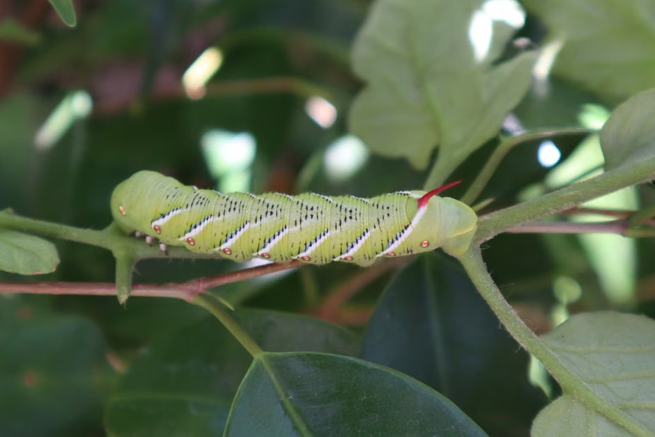 Tobacco Hornworms on the Homestead: Identification, Life Cycle, and Organic Control